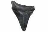 Serrated, Juvenile Megalodon Tooth - South Carolina #370432-1